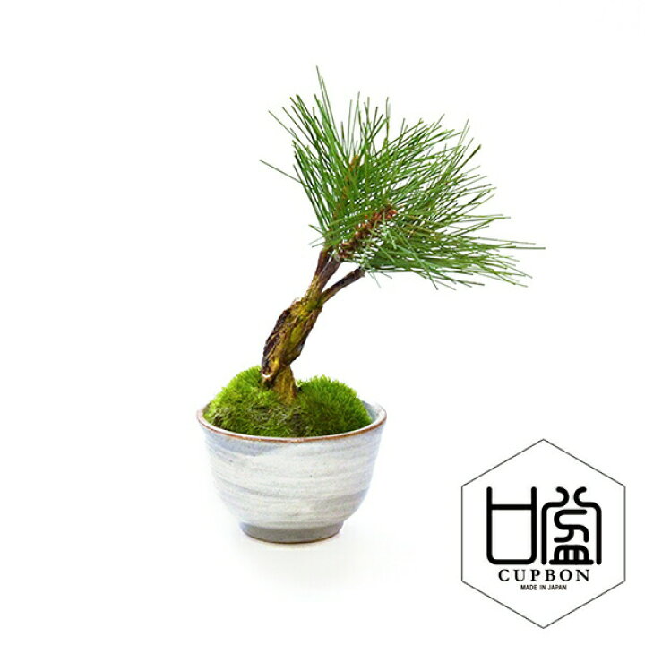 楽天市場 盆栽 フェイクグリーン 人工観葉植物 造花 ミニ 松 三本 ぐいのみ 御本手 Cupbon 観葉植物 人工 小さい リアル フェイク グリーン イミテーション インテリア おすすめ おしゃれ 和室 和風 和モダン 造花盆栽 インテリアグリーン Prima Greenpark