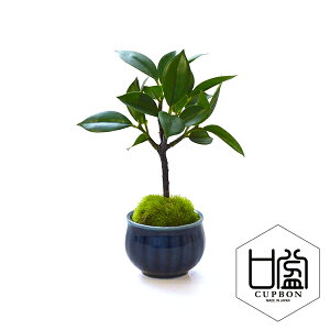 観葉植物 おすすめ 小さい 観葉植物の人気商品 通販 価格比較 価格 Com