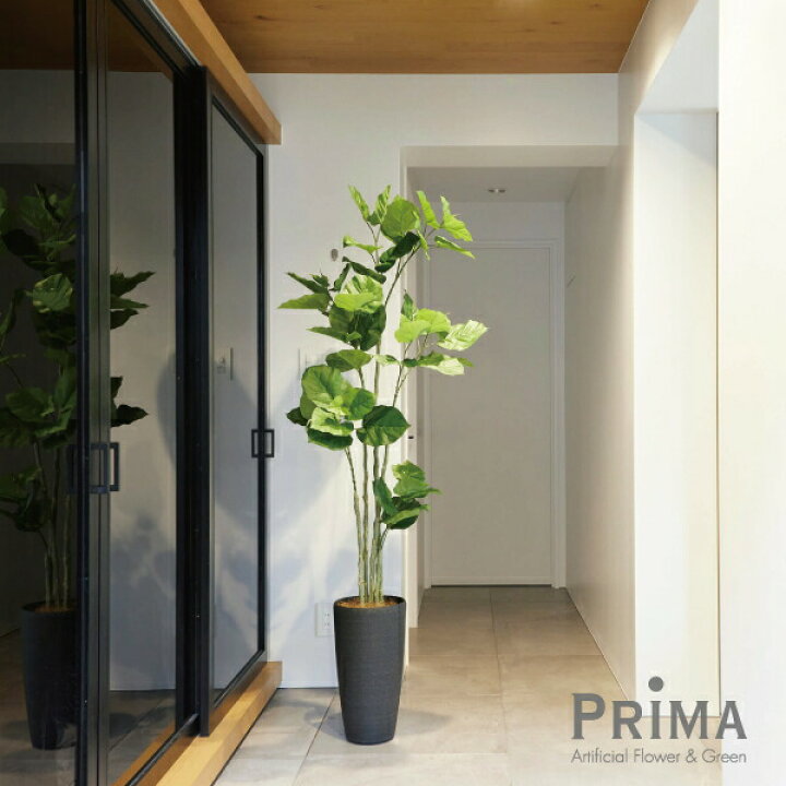 楽天市場 フェイクグリーン 人工観葉植物 大型 ウンベラータ Tpプランター H175cm フェイクグリーン Greenpark セットアップ 別倉庫直送品 インテリア おしゃれ リアル イミテーション インテリアグリーン オフィス 開店祝 開業祝 玄関 リビング エコ