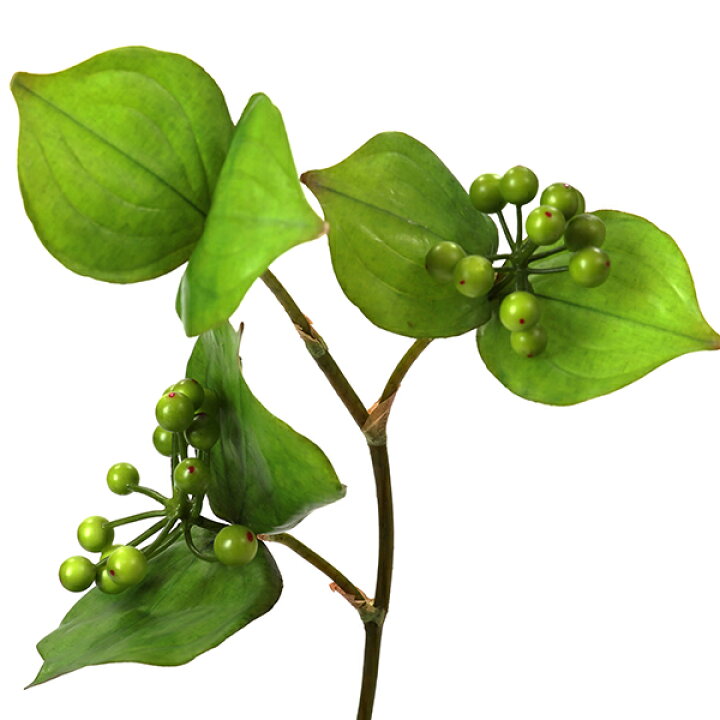 楽天市場 インテリア フェイクグリーン 人工観葉植物 造花サンキライ アジアンタム ウォーターシリンダー フェイクグリーンgreenpark おしゃれ リアル イミテーショングリーン アートグリーン プレゼント お祝い Prima Greenpark