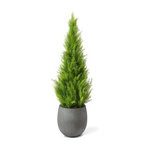 観葉植物 ゴールドクレストの人気商品 通販 価格比較 価格 Com
