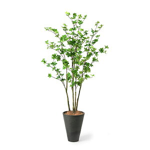 観葉植物 ドウダンツツジの人気商品 通販 価格比較 価格 Com 観葉植物 ドウダンツツジの人気商品 通販 価格比較 価格 Com