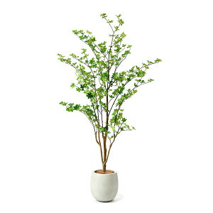 観葉植物 ドウダンツツジの人気商品 通販 価格比較 価格 Com 観葉植物 ドウダンツツジの人気商品 通販 価格比較 価格 Com
