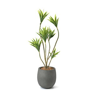 観葉植物 コンシンネの人気商品 通販 価格比較 価格 Com