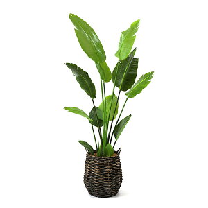 ストレリチア 観葉植物の人気商品 通販 価格比較 価格 Com