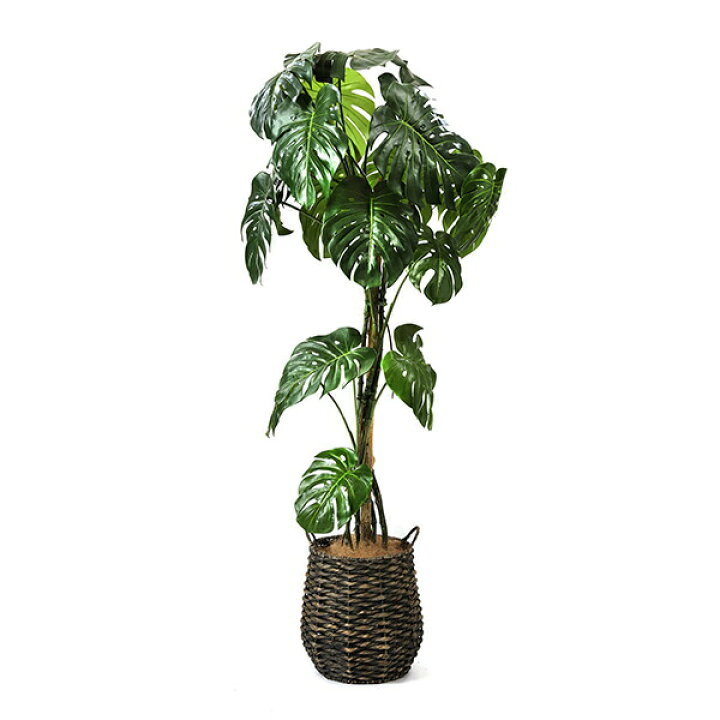 楽天市場 インテリア フェイクグリーン 人工観葉植物 造花 大型モンステラ レムリアポット H177cm フェイクグリーン Greenpark セットアップ 別倉庫直送品 フェイク 玄関 オフィス 水やり不要 枯れないイミテーショングリーン アートグリーン おしゃれ Prima