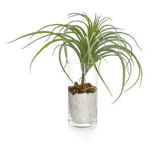 観葉植物 エアプランツ チランジアの人気商品 通販 価格比較 価格 Com