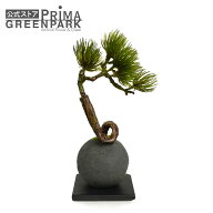 【公式】松 吹き流し 檜炭ボール(黒皿) CUPBON 盆栽 フェイクグリーン | PRIMA フェイク盆栽 観葉植物 人…