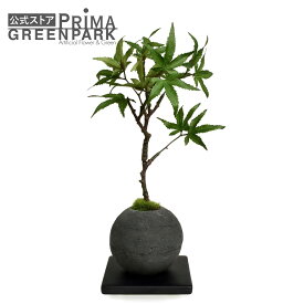 【公式】モミジ 檜炭ボール(黒皿) CUPBON 盆栽 フェイクグリーン | PRIMA フェイク盆栽 観葉植物 人工 小さい リアル フェイク グリーン イミテーション インテリアグリーン おすすめ おしゃれ 和室 和風 和モダン