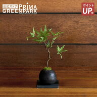 【ポイントUP】【公式】モミジ 檜炭ボール(黒皿) CUPBON 盆栽 フェイクグリーン | PRIMA 人工 観葉植物 …