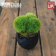 【ポイントUP】【公式】マリモ 小鉢 藍 CUPBON 盆栽 フェイクグリーン | PRIMA 観葉植物 人工 ミニ 卓上 …