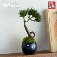 【ポイントUP】【公式】松 吹き流し 小鉢 藍 CUPBON 盆栽 フェイクグリーン | PRIMA 観葉植物 人工 ミニ …