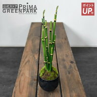 【ポイントUP】【公式】トクサ 小鉢 藍 CUPBON 盆栽 フェイクグリーン | PRIMA 観葉植物 人工 ミニ 卓上 …