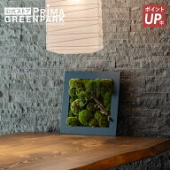【ポイントUP】【公式】苔盆 松 フレーム CUPBON 盆栽 フェイクグリーン | PRIMA 観葉植物 人工 リアル …