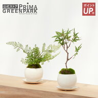 【ポイントUP】【公式】モミジ・シノブ 皿付小鉢 白 2個セット CUPBON 盆栽 フェイクグリーン | PRIMA 観…