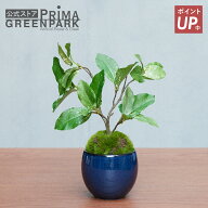 【ポイントUP】【公式】クチナシ 小鉢 藍 CUPBON 盆栽 フェイクグリーン | PRIMA 観葉植物 人工 リアル …