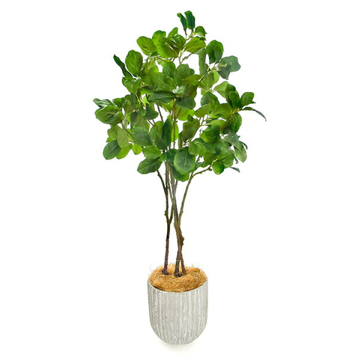 楽天市場】【公式】マグノリア オベリスポット H100cm 観葉植物 