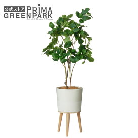 楽天市場】 フェイクグリーン > 植物で選ぶ > マグノリアリーフ 