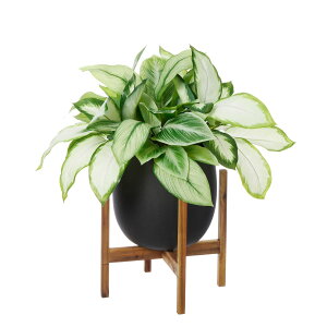 y|CgUPzyzfBtFoLA GbO|bgrt H74cm ϗtA tFCNO[ eco | GREENPARK lHϗtA   A C~e[V CeAO[ A[gO