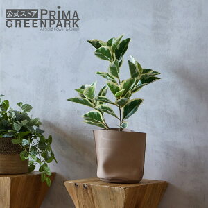 y|CgUPzyztBJX U[|bg H67cm x[W ϗtA tFCNO[ | GREENPARK lHϗtA   A C~e[V CeAO[ A[gO[ 