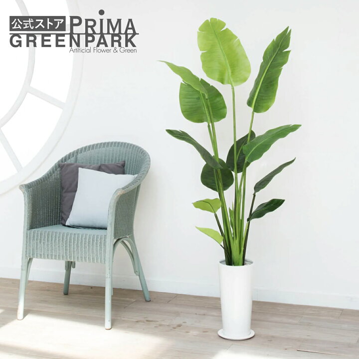 楽天市場】【公式】ストレリチア スリムプランター H150cm 観葉植物 