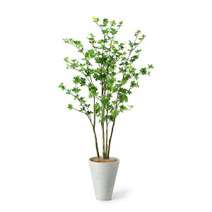 yzhE_ccW GWv^[ H165cm ϗtA tFCNO[ yʑqɒiz | GREENPARK lHϗtA   A C~e[V CeAO[ A[gO[ 