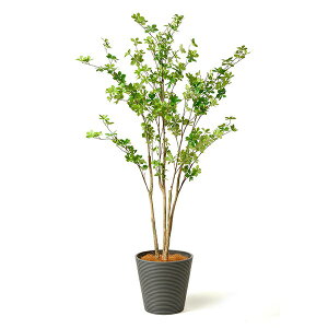 yzhE_ccW GWv^[ H165cm ϗtA tFCNO[ yʑqɒiz | GREENPARK lHϗtA   A C~e[V CeAO[ A[gO[ 