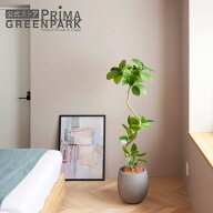 【公式】フィカスアルテシマ エッグポット H138cm 観葉植物 フェイクグリーン eco 【別倉庫直送品】 | GR…