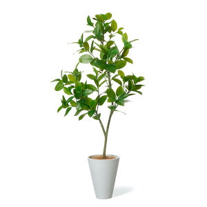 yztBJX\tBA GWv^[ H160cm tA tFCNO[ yʑqɒiz eco | GREENPARK lHϗtA   A C~e[V CeAO[ A[gO[