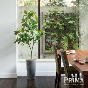 yztBJX\tBA Eh|bg H170cm ϗtA tFCNO[ yʑqɒiz eco | GREENPARK lHϗtA   A C~e[V CeAO[ A[gO