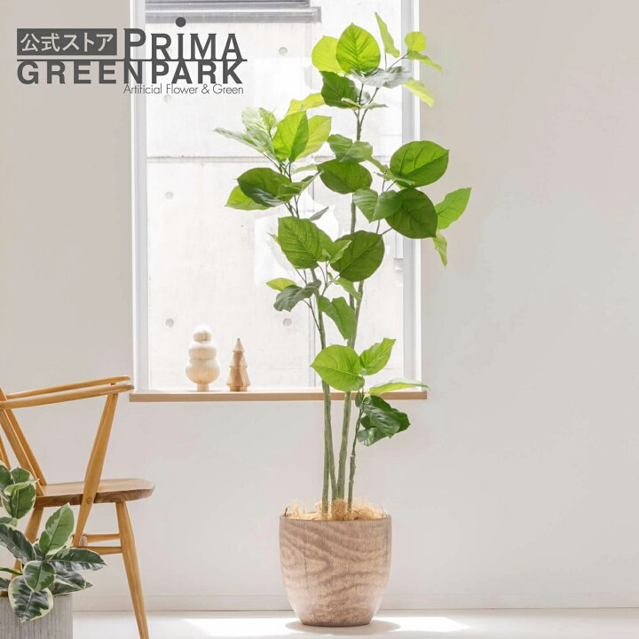 楽天市場】【公式】ウンベラータ ウッドポット H155cm 観葉植物 