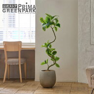 【公式】フィカスアルテシマ 斑入り エッグポット H138cm 観葉植物 フェイクグリーン eco 【別倉庫直送品…
