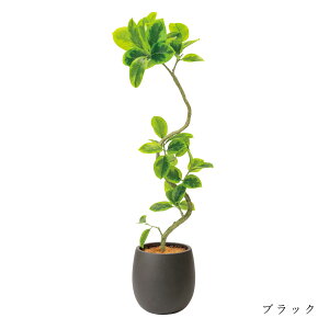 y|CgUPzyztBJXAeV}  GbO|bg H138cm ϗtA tFCNO[ eco yʑqɒiz | GREENPARK lHϗtA   A C~e[V Ce