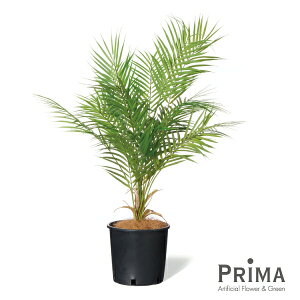 yzAJV Ci[|bg 6 ϗtA tFCNO[ | GREENPARK lHϗtA   A C~e[V CeAO[ A[gO[