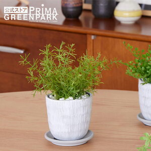 y|CgUPzyzAXpKX nsv^[ ϗtA tFCNO[ | GREENPARK lHϗtA   A C~e[V CeAO[ A[gO[ Mtg 