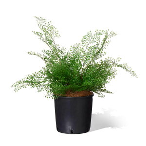 yzAWA^ Ci[|bg ϗtA tFCNO[ | GREENPARK lHϗtA   A C~e[V CeAO[ A[gO[