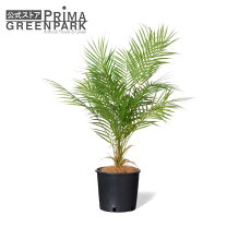 楽天市場】5号（種類（植物）アレカヤシ）（花・観葉植物｜花 