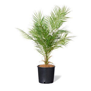 y|CgUPzyzAJV Ci[|bg ϗtA tFCNO[ | GREENPARK lHϗtA   A C~e[V CeAO[ A[gO[