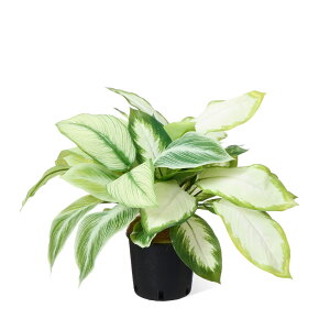 y|CgUPzyzfBtFoLA Ci[|bg ϗtA tFCNO[ eco | GREENPARK lHϗtA   A C~e[V CeAO[ A[gO[