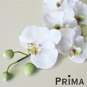 yzR`E Ӓ L Piԍ  A[eBtBVt[ | PRIMA 1{ t[AWg AWg CeA  Xe ԃ[t  Pi