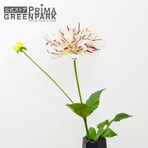 yz_A zCg×p[v Piԍ  A[eBtBVt[ | PRIMA 1{  t } t[AWg AWg CeA  Xe ԃ[t 