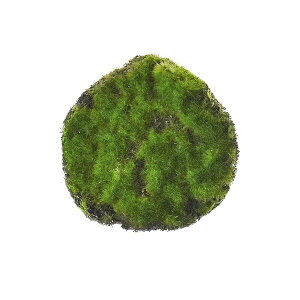 yzX11 O[ Piԍ  A[eBtBVt[ | PRIMA 1{  ۋ  t[AWg AWg CeA  Xe ԃ[t  Pi