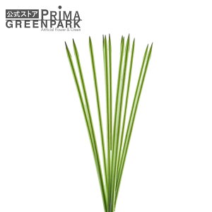 yzhZiERVl 112{ ~XJTX Piԍ  A[eBtBVt[ | PRIMA 1{ t[AWg AWg CeA  Xe ԃ[t 