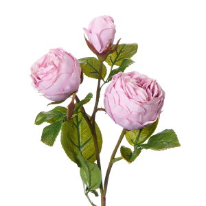 yz[Y KN CgsN CG[ x_[ Piԍ  A[eBtBVt[ | PRIMA 1{ t[AWg AWg CeA  Xe ԃ