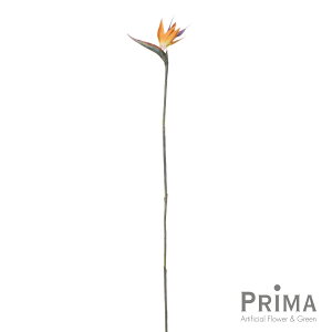 yzXg`A SNN`EJ S Piԍ  A[eBtBVt[ | PRIMA 1{ t[AWg AWg CeA  Xe ԃ[t  