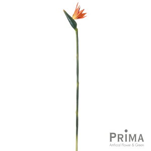 yzXg`A SNN`EJ M Piԍ  A[eBtBVt[ | PRIMA 1{ t[AWg AWg CeA  Xe ԃ[t  