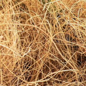 yzRRt@Co[ 50g  ϗtA  t[AWg | GREENPARK lHϗtA   A C~e[V CeAO[ A[gO[ Mtg v[