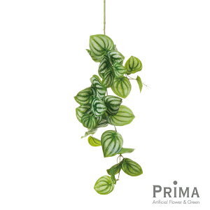 yzyy~A Piԍ  A[eBtBVt[ eco | PRIMA 1{ t[AWg AWg CeA  Xe ԃ[t  Pi