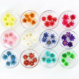 楽天市場 ドライフラワー 着色の通販