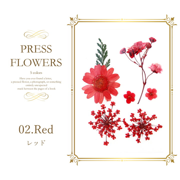 楽天市場 在庫限り 可愛くて使いやすい 押し花セット 全5色 ドライフラワー ネイル レジン ハンドメイド プロネイルbox 楽天市場店 楽天市場 在庫限り 可愛くて使いやすい 押し花セット 全5色 ドライフラワー ネイル レジン ハンドメイド プロネイルbox 楽天市場店
